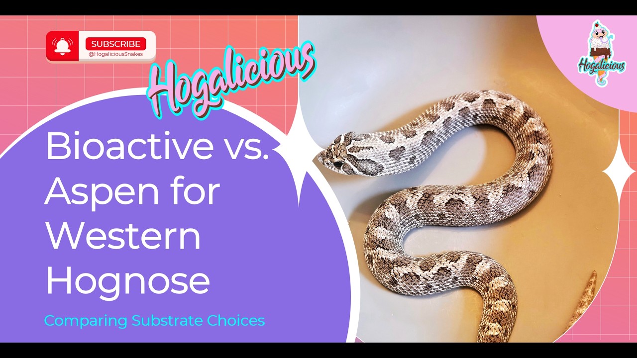 Bioactive vs. Aspen for Western Hognose