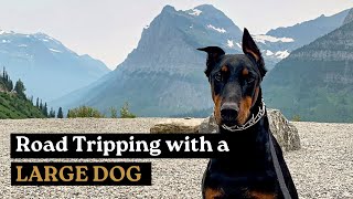 How to ROAD TRIP with a LARGE DOG
