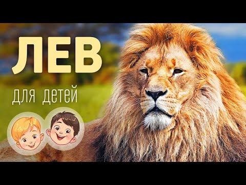 Лев. Видео про животных для детей 3+