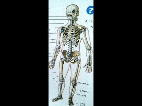 Bones And Infections - Osteomyelitis Of Chronic, Acute And Syphylitic