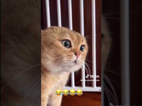funny cats