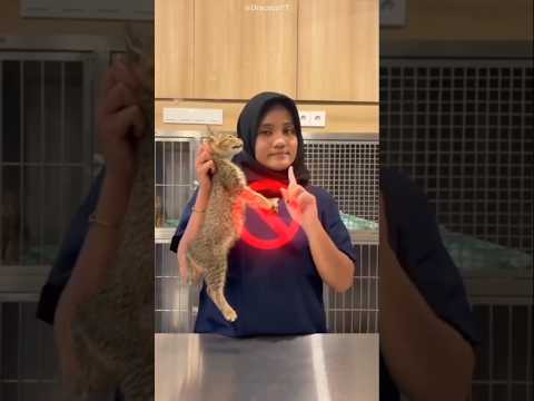 The Only Way to Pick Up a Cat Without Hurting It! 😨