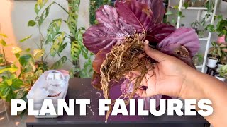 My Biggest Plant Fails Turned Success Stories + Before and After