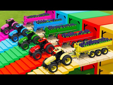 LOAD AND TRANSPORT  BLACKBARRYS WITH LAMBORGHINI TRACTORS -  Farming Simulator 22