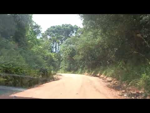 Árvores Araucária|Araucaria tree|Rua e estrada|Road and street|Curitiba|Paraná|Brasil|Brazil