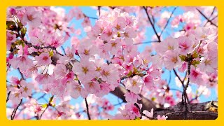 Stunning Cherry Blossoms - Relaxing &amp; Meditation Music - 2 Hours Yoga &amp; Meditation 1080P HD
