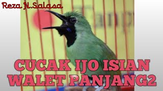 Download lagu Cucak ijo Gacor Isian Full Walet dan panjang2 Buat juri yg dengar terkagum kagum|| kicau mania Berau mp3