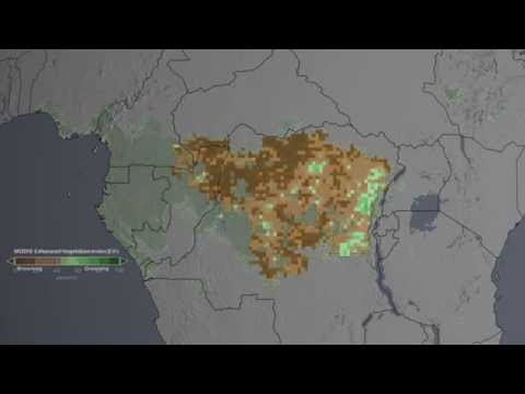A view of the entire African rainforest area (green) transitions into a view of the Congo region (mostly brown) that is the subject of new research published in Nature. The study area represents intact areas in the Congo rainforest where satellite data are high quality.