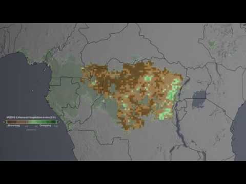 A view of the entire African rainforest area (green) transitions into a view of the Congo region (mostly brown) that is the subject of new research published in Nature. The study area represents intact areas in the Congo rainforest where satellite data are high quality. A view of the entire African rainforest area (green) transitions into a view of the Congo region (mostly brown) that is the subject of new research published in Nature. The study area represents intact areas in the Congo rainforest where satellite data are high quality.