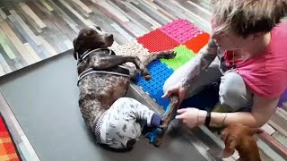 A broken heart dog found love after being shot by its owner.