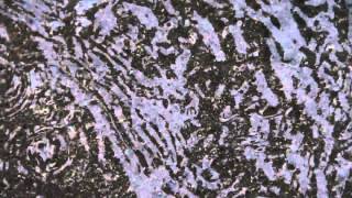 Golden Retriever - Canopy (Official Music Video)