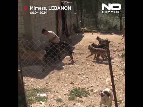 Lebanese man sets up shelter for dogs left behind during border clashes with Israel