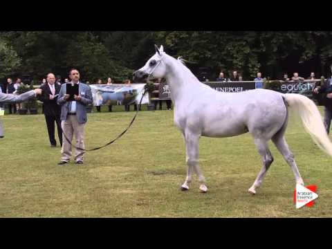 N.184 L FARAHDIBA - Bruges 2015 International - Mares 7-9 years old and older (Class 109)