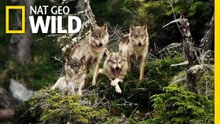 Sea Wolves Score a Treat | Ghost Bear