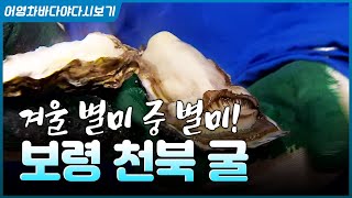 겨울하면? 뽀얀 굴 먹을 시기! 전국 최대 규모의 굴 단지가 어디 있다고? #바다 #굴 #보령 #천북굴단지