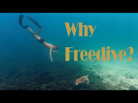 The Depth Wish  Exploring the Heart of Freediving