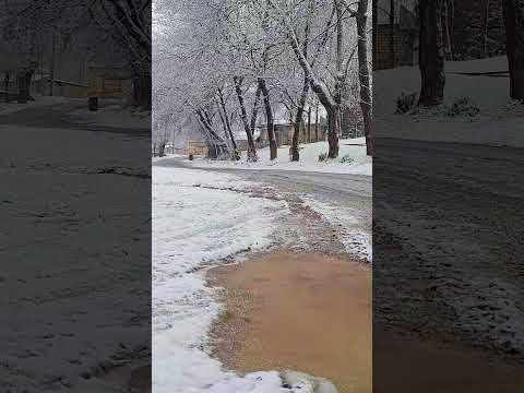 Peaceful Snowfall in Winter Forest ❄️ Relaxing Nature Sounds #shorts