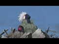 Tsunade Finds Out About Kakashi S Death