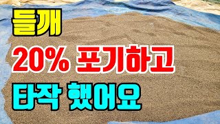 들깨 20% 포기하고 들깨 타작했어요. 날씨가 정말 농사를 도와주지 않네요
