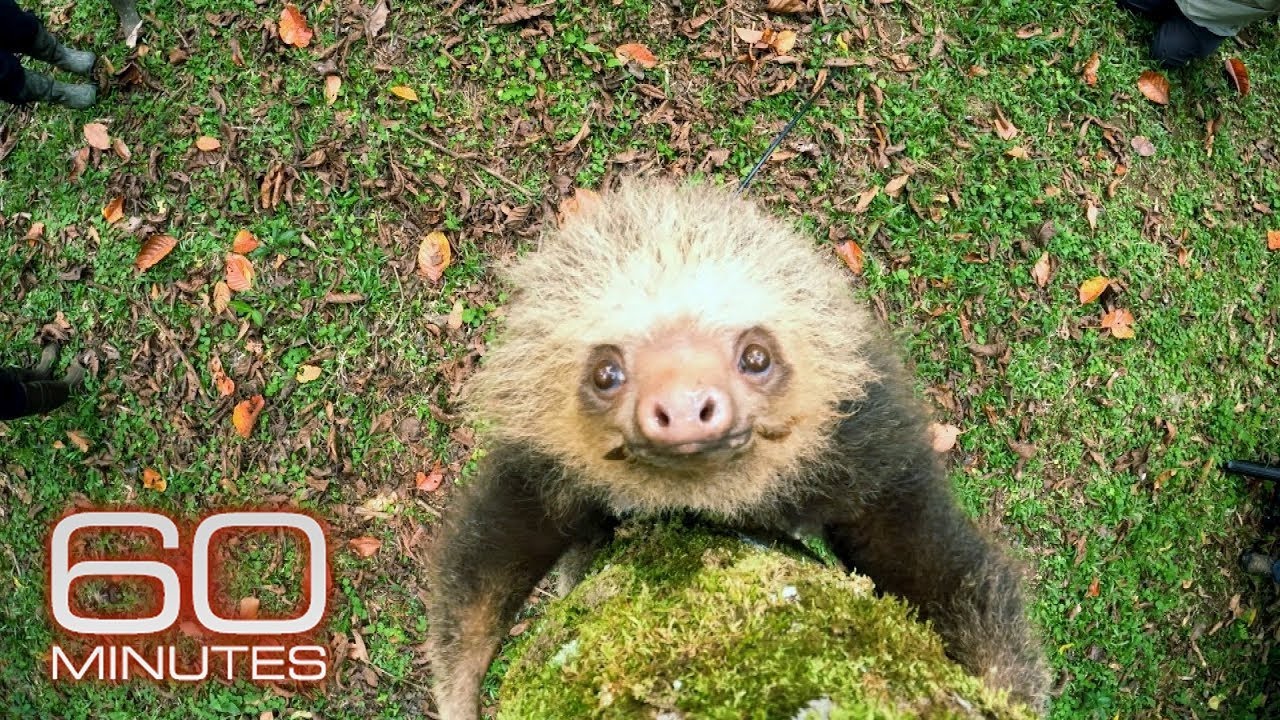 How sloths survive, thrive as nature’s couch potato | 60 Minutes