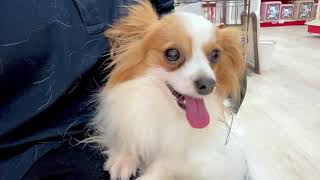 パピヨンの動画02