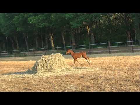 Wolkentanz x Damon Hill