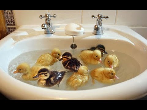Cute Funny Duck Videos Compilation, Ducklings Following Human Baby Ducks Following Me Running Eating