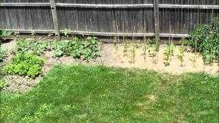 In The Garden with Rotten ~ June part 2