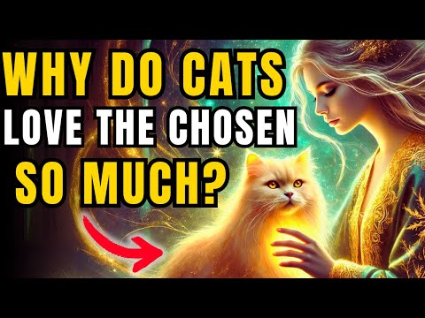Why Do Cats Connect With The Chosen? The Truth Will Surprise You!