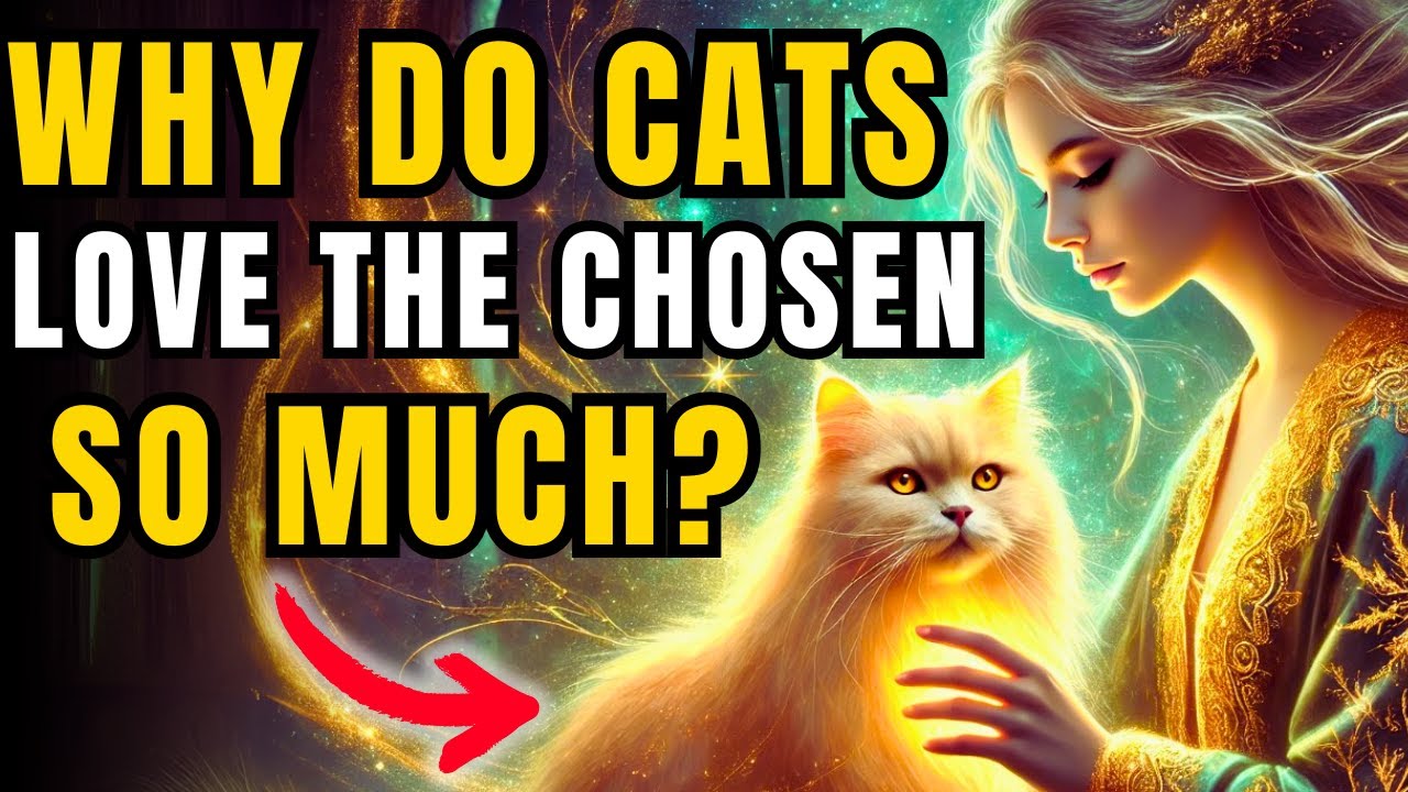 Why Do Cats Connect With The Chosen? The Truth Will Surprise You!