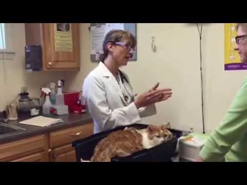 How to Give Insulin to a Cat. Instructions form the vet for first time clients.