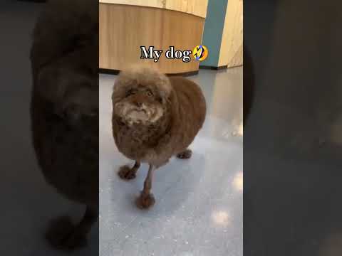 my dog🤣 vs my friends dog 😎 part-2