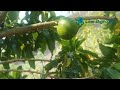 Cara Mudah Tutorial Sambung Susu P Ohon Abiu Jumbo Auatralia
