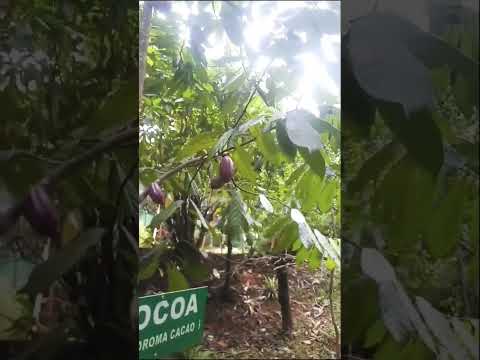 chocolate trees#kerala#enjoying short video 🏝🏝🏝🏝🏖🏞🏞