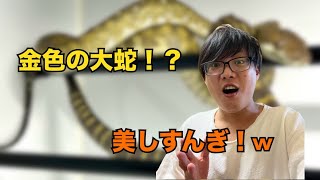 金色のニシキヘビの飼育始めました…