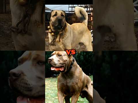 TURKISH KANGAL VS BANDOG,TOSA INU,CANE CORSO,DOGO DE BORDEAUX,(BITE FORCE)