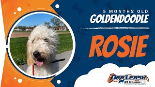 Download Lagu Goldendoodle, 5 mo, Rosie | Best Dog Trainers Northern VA | Off Leash K9 Thumbnail