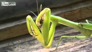 Large Praying Mantis vs Two bees