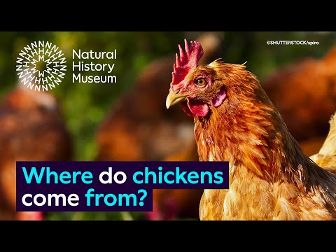 , title : 'Where do chickens come from? | Natural History Museum'