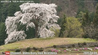 preview picture of video '広島の風景2015春 花見「与一野のしだれ桜2/2」04.09 Scenery of Hiroshima Spring,Cherry Blossom viewing,YoichinoAkioota'