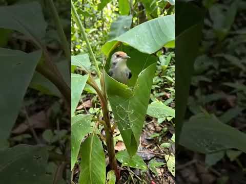 #shorts subhan Allah 💚