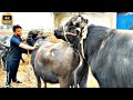 BUFFALO Meeting First Time In Village Horizon Buffalo