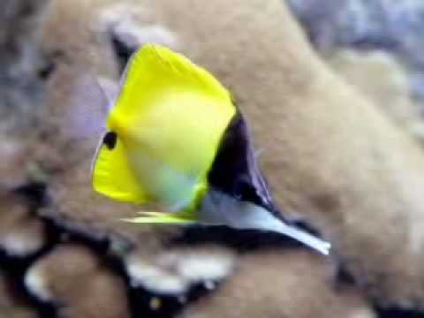 In splendoarea muntilor