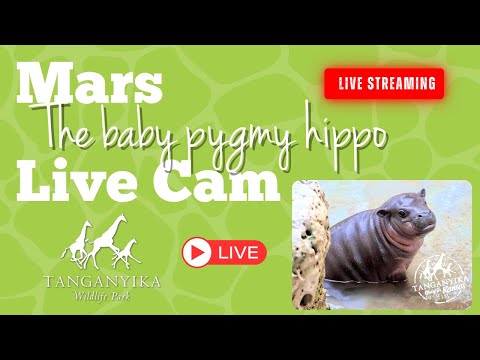 Mars the Baby Hippo Live Cam