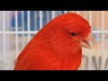 Red Factor Canary Singing | Canary Whistling And Talking