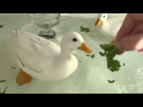 My call ducks eating kale 🥬