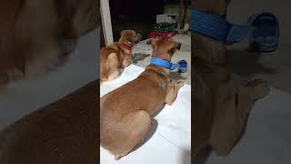 Download lagu Ang cute nila tingnan#dailyvlog #dog#life#buhayprobinsya#011426 mp3