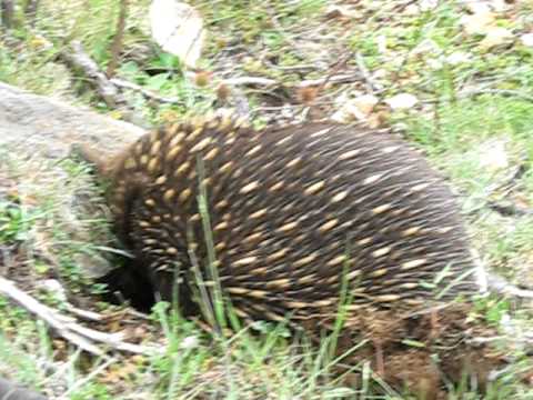 Mr Echidna