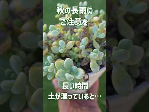 開花した多肉植物の場所と手入れは何ですか？彼らを繁栄させるにはどうすればよいでしょうか？  庭園