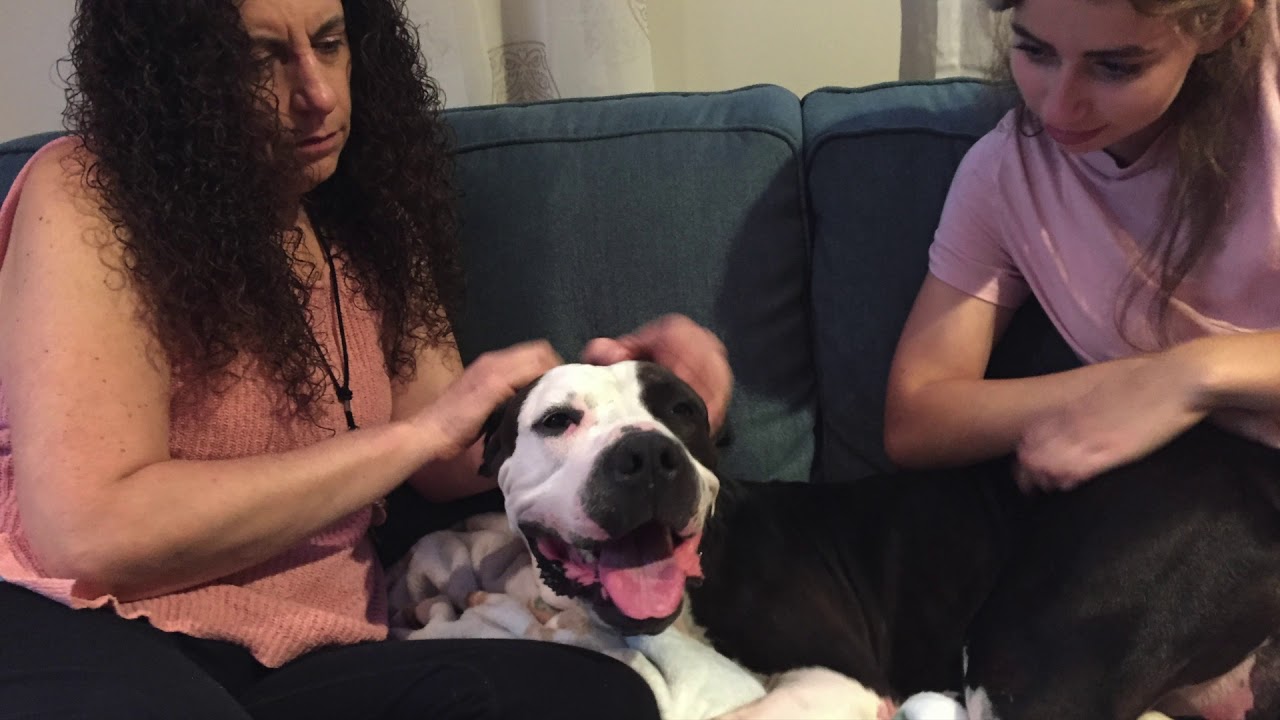 Enlarge Cowboy, a Adoptable mixed breed in Elmsford, NY video 6/6